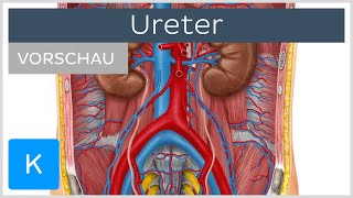 Ureter Aufbau Verlauf und Funktion Vorschau  Kenhub [upl. by Labotsirc]