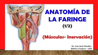 🥇 ANATOMÍA DE LA FARINGE 12 Músculos Inervación Fácil y Sencillo [upl. by Marzi]