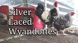 Silver Laced Wyandotte Chickens [upl. by Anwahsed]