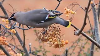 The Waxwing and its Call  Enhanced 4K [upl. by Spector]