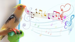 Happy Cockatiel Singing and Dancing 🦜cockatiel singing training 🌿 [upl. by Babs9]