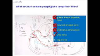 Which nerves contain postganglionic sympathetic nerve fibers [upl. by Arihaj115]