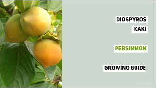 Diospyros kaki Persimmon Growing Guide by Gardeners HQ [upl. by Schreiber]