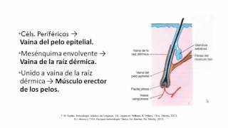 Embriología del Sistema Tegumentario [upl. by Orvan]