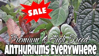 Anthuriums on Sale Ship Nationwide by Da Green Garden Prices Defends in Variety and Sizes [upl. by Aved993]