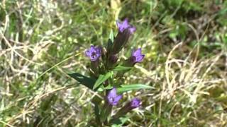 Bach Flower Remedies  Gentian [upl. by Tamah]