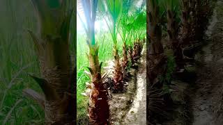 Washingtonia palm plants youtubeshorts trandingshort viralvideo bismillah nursary [upl. by Adehsar]