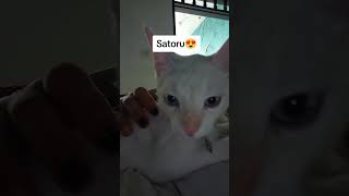 reel pets mascotas elenabr pets humor perros cat shorts viral parati parativiral tiktok [upl. by Alpert]