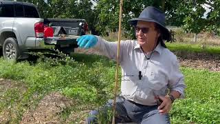 Growing Finger Limes in Homestead Florida DAY 40 [upl. by Klump]