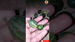 Chibber ki chatni chibber respie  small watermelon youtubeshorts shorts viralvideo watermelon [upl. by Aiela192]