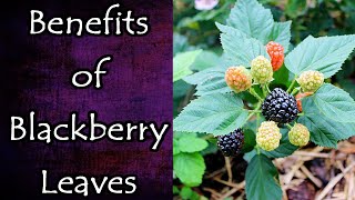 Benefits of Blackberry Leaves [upl. by Dun551]