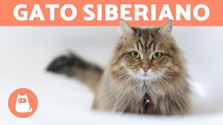 GATO SIBERIANO  características e cuidados fundamentais [upl. by Waligore525]