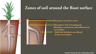 Plant Microbe interactions in the rhizosphere [upl. by Sukramal]