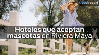 Hoteles que aceptan mascotas en Riviera Maya [upl. by Conlee]