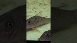 Large Corydoras cervinus Rare [upl. by Sheba]