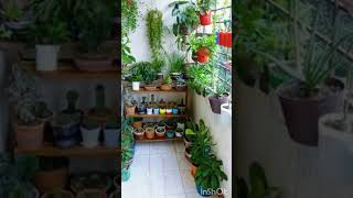 balcony makeover 🍀🌱❤balconygarden plantcare balconytour  plants indoorplants [upl. by Mayap603]