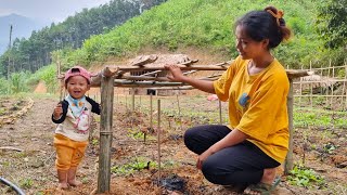 Harvesting wild vegetables to sell Make trellises for tomatoes and melons [upl. by Tallu]