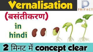 Vernalisation in plants  Plant growth and development  बसंतीकरण vernalisationin hindi Biology [upl. by Arne158]