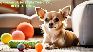 Chihuahua 101 Everything You Need to Known [upl. by Litman]