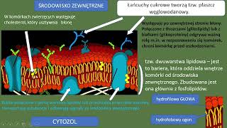 Błony biologiczne Budowa i znaczenie błon biologicznych [upl. by Neibart747]