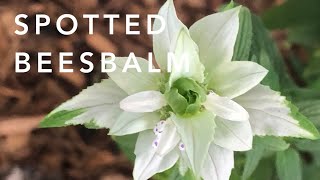 Spotted Beesbalm  Dotted Horsemint  Florida Native Plants Landscaping [upl. by Ybanrab]