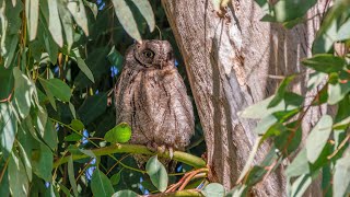 Lesvos birding 2023 [upl. by Aliza]