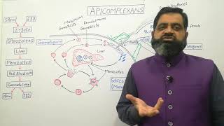 Apicomplexan English medium profmasoodfuzail Life cycle of Plasmodium  Schizogony  Protozoa [upl. by Acile466]