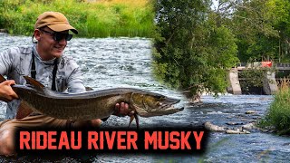 BIG MUSKY Eats NED RIG Rideau River [upl. by Arotahs15]