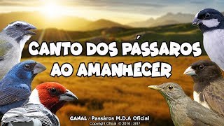 Pássaros cantando na natureza ao amanhecer  Ótimo para esquentar seus Pássaros  0618 [upl. by Grizel]