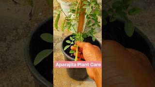 Aparajita Plant Care shorts aparajita gardening farming flowers gardeningtips nature garden [upl. by Publia]