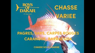 CHASSE SOUS MARINE  PAGRES SARS CARANGUE CARPES ET BARRA  MAJCAAM  BOYS OF DAKAR  Ep 261 [upl. by Hanselka]