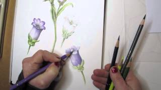 Botanical Drawing Basics  Drawing a flower in color Part 2 [upl. by Hans]