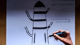 How to draw the diagram of meristematic tissue Diagram [upl. by Narret]