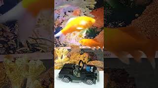 Black toy car looking at fish in aquarium aquarium fishaquarium koi car toys animals shorts [upl. by Anibur]