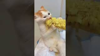 Cat eating Corn On The Cob 🌽 SHOCKING [upl. by Nerwal]