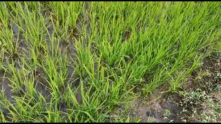 RABI PADDY CULTIVATION [upl. by Greenman]