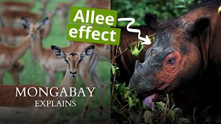 How the Allee Effect hurts endangered populations  Mongabay Explains [upl. by Selegna120]