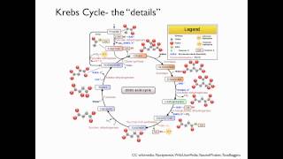 Krebs cycle [upl. by Haissi]