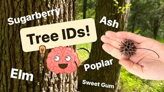 🧠 Identifying Trees ➡️ Elm Ash Poplar Hackberry amp Sweet Gum  Morel 🍄 Associates 👀 👏 [upl. by Yenruoj]