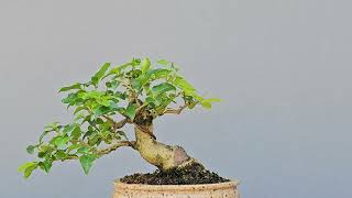 Bonsai Ligustro Sinense 6 Anos Masterpiece [upl. by Eldnar]