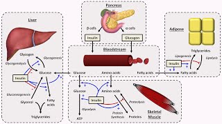 Physiology of Insulin and Glucagon [upl. by Kcirrad]