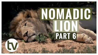 Lion Genetics Part 6 An Update on the New Nomadic Male [upl. by Critta]