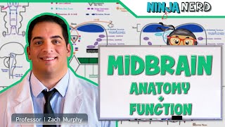 Neurology  Midbrain Anatomy amp Function [upl. by Becca]