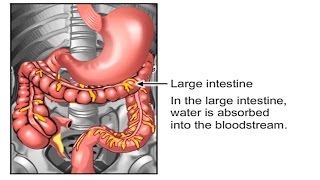 How Food Travels Through The Body Video  How Digestive System Works Animation Peristalsis Movement [upl. by Auqenes]