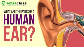 Anatomy of Ear  Animation  Extraclass [upl. by Kerred]