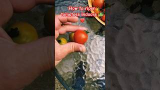 How to ripen tomatoes indoors tomatoes gardening howto [upl. by Airliah]