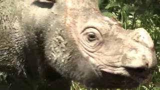 A Sumatran rhinos horn [upl. by Azenav534]