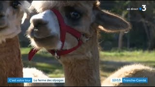 Cest votre tour  tout plaquer pour élever des alpagas dans le Doubs [upl. by Sauveur815]