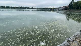 Algal Bloom Time Lapse [upl. by Kerek]