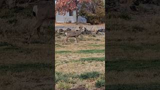 Mule deer ruttiing in my yard Buck grunts adventure deer photography wildlife [upl. by Nnylg10]